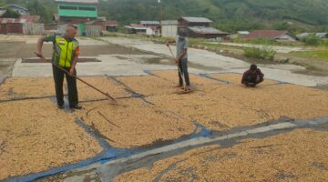 Babinsa Koramil 10/Pantan Cuaca Bantu Jemur Kopi, Warga Cane Baru Apresiasi Kepedulian TNI